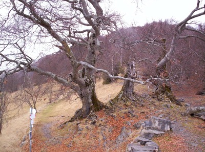 Foto copetina Tre Faggi │ Fuipiano